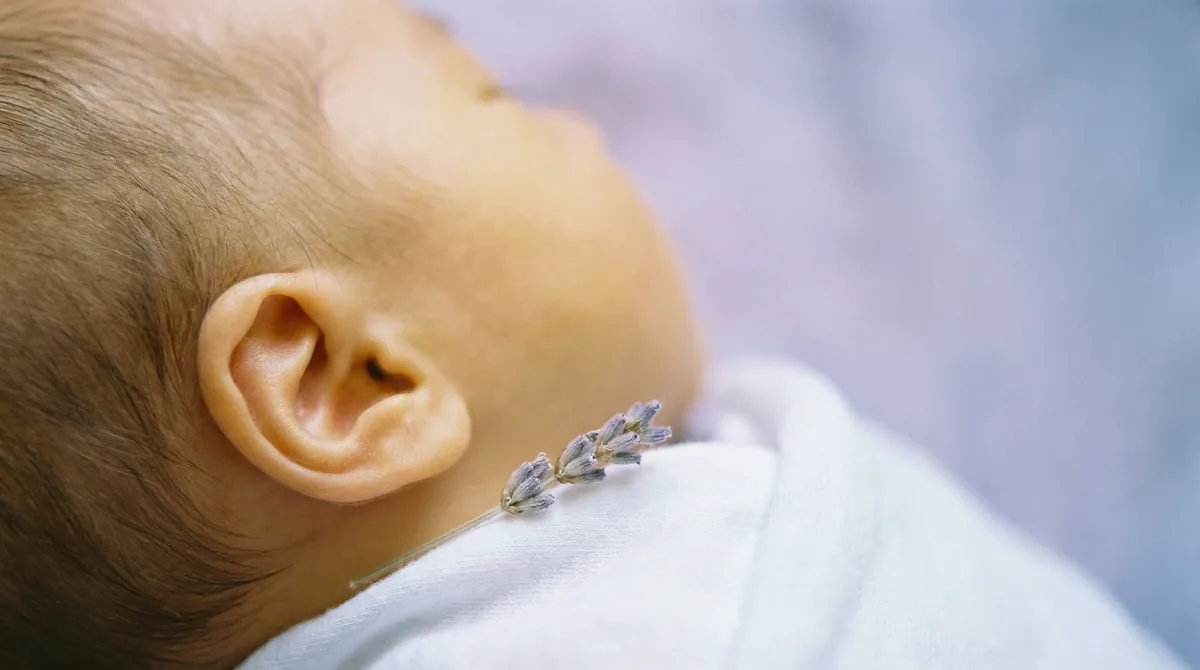 Artistic close-up of newborn baby with close up ear lavender sprig